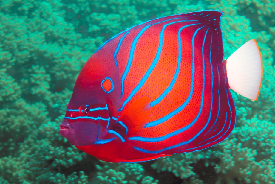 Blue Ringed Angelfish